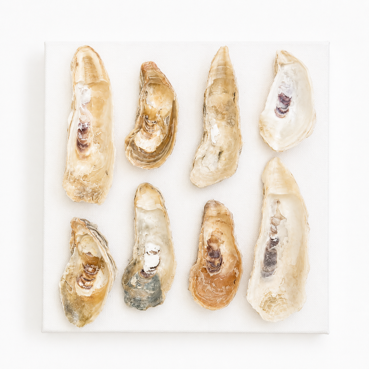 Oyster Harvest
