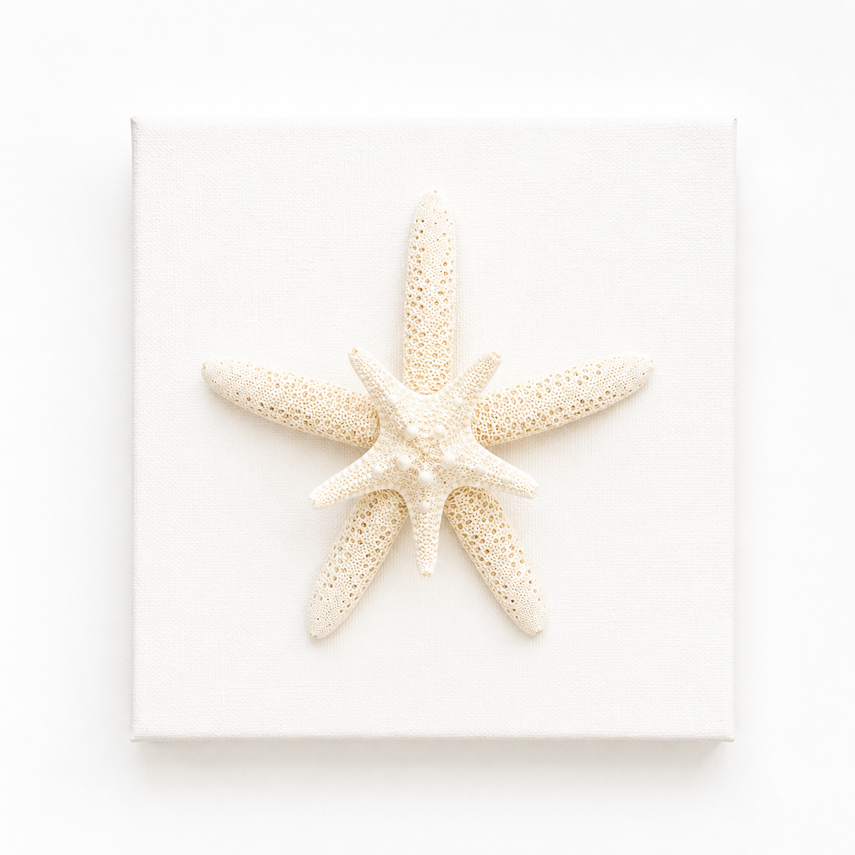 Star of the Shore