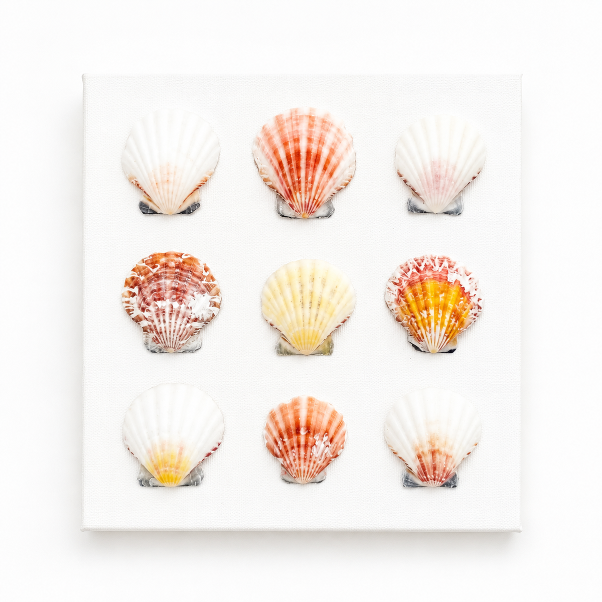 Scallop Study