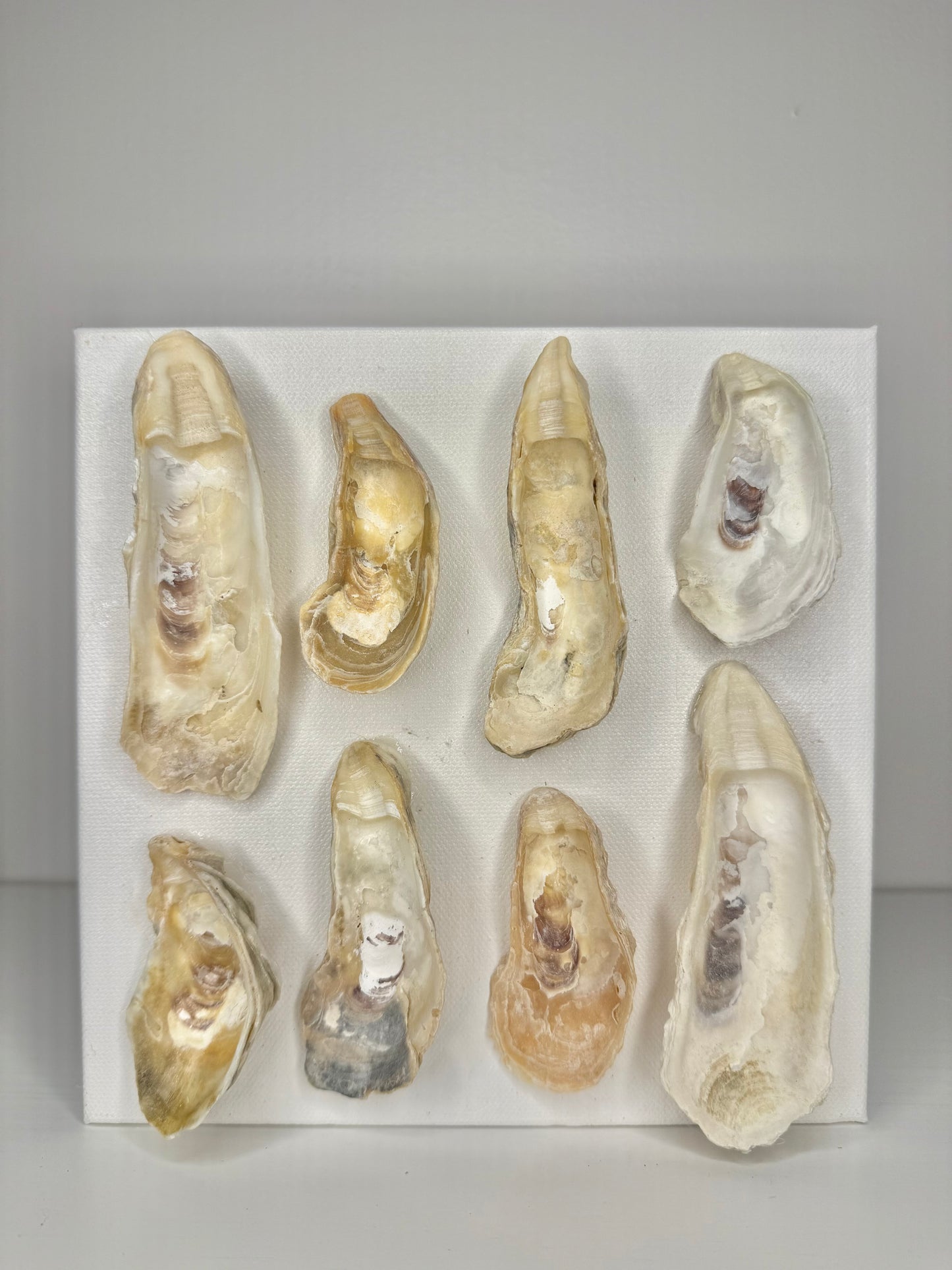 Oyster Harvest