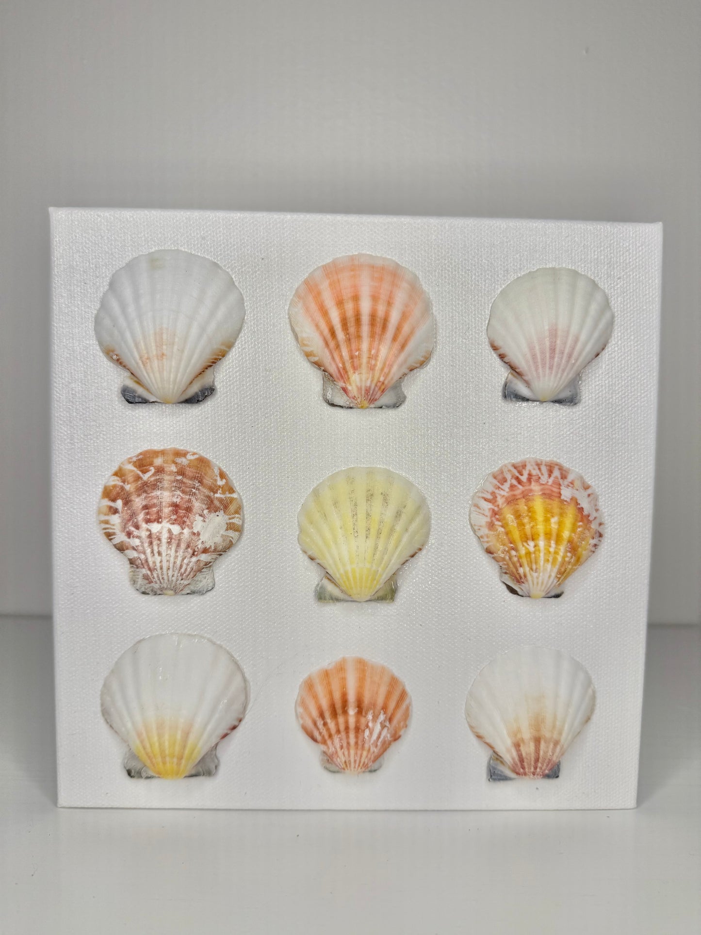 Scallop Study